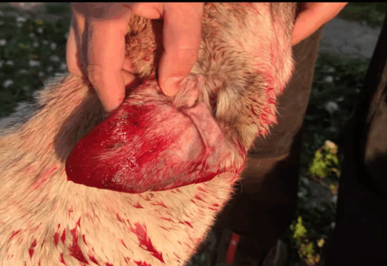 Füllel vagy fül nélkül